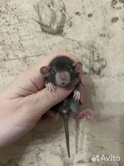 Ручные Крысята редкие Devil