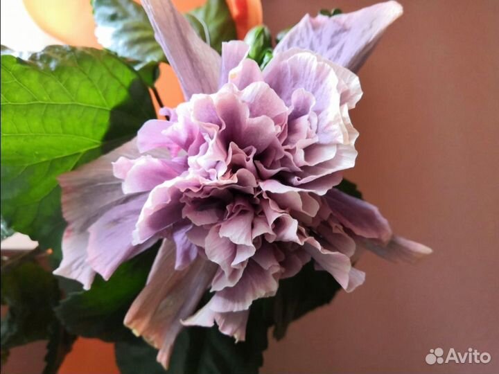 Гибискусы сортовые не укорененные черенки