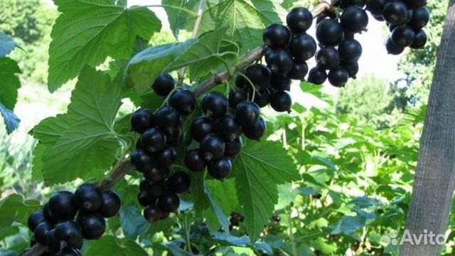 Черенки чёрной смородины, высокоурожайной купить в Москве | Товары для ...