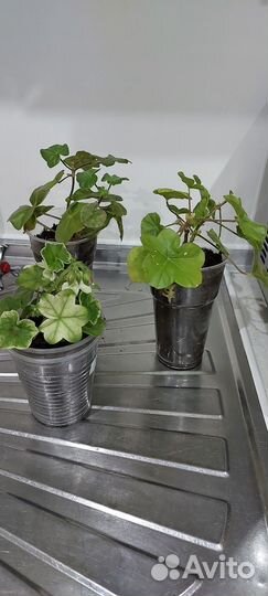 Герань пеларгония