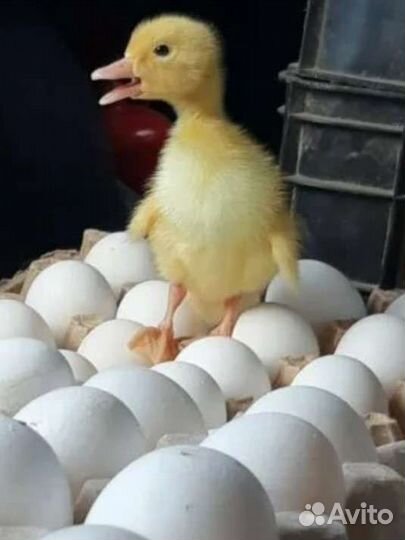 Утиное инкубационное яйцо