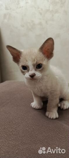 Котята сфинкс
