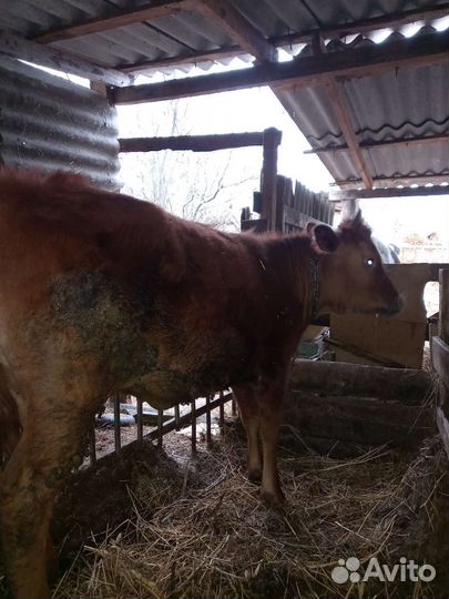 Коровыи бычки