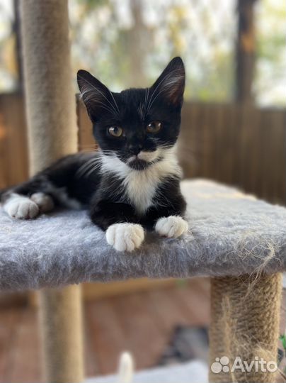 Черный котенок девочка 2 месяца