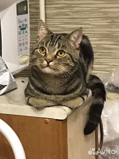 Шотландский мраморный прямоухий кот, на вязку