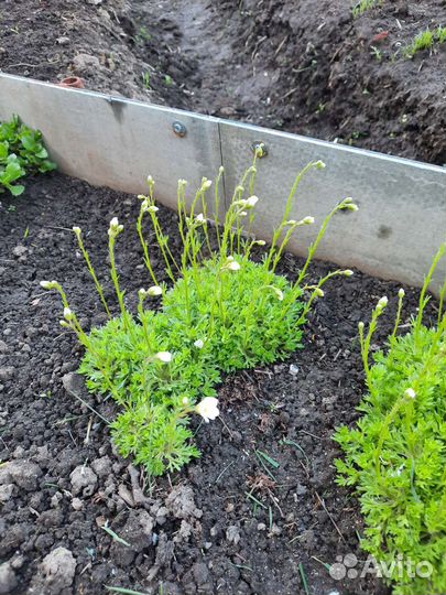 Почвопокровные многолетники