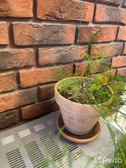 Аспарагус перистый