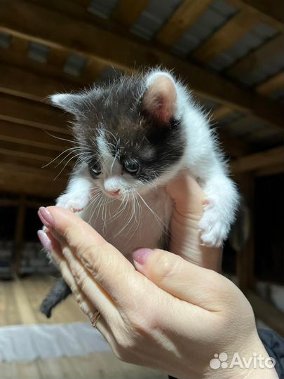 Отдам в добрые руки