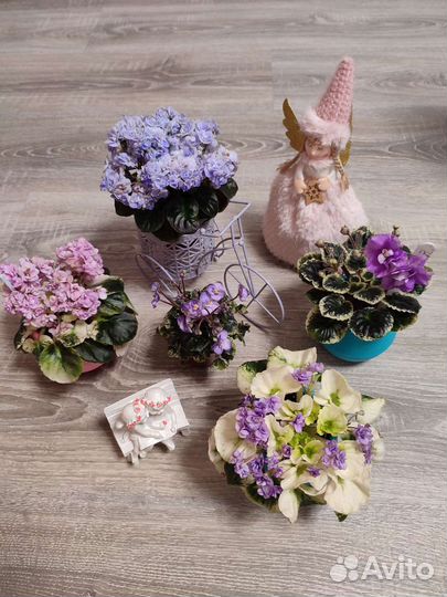 Сортовые фиалки