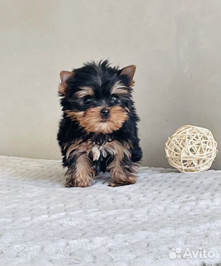 Щенки иорка