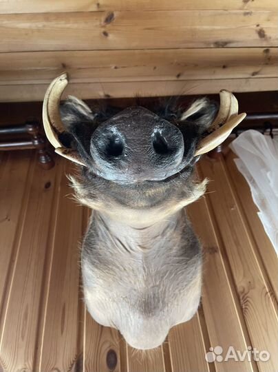 Чучело головы кабана