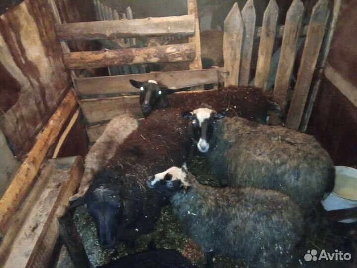 Продам Баранов