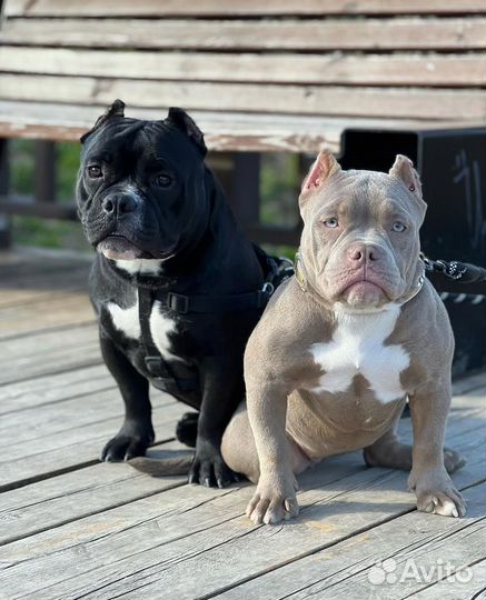 Американский булли