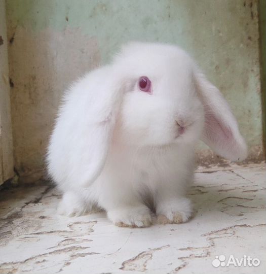 Карликовый вислоухий кролик