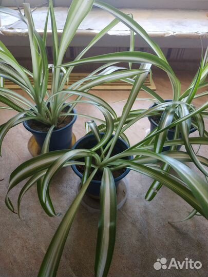 Хлорофитум