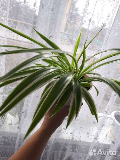 Хлорофитум