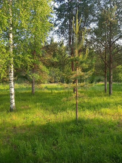 Участок 15,1 сот. (ИЖС)