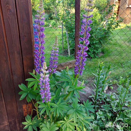 Многолетники для сада. Люпин и яснотка