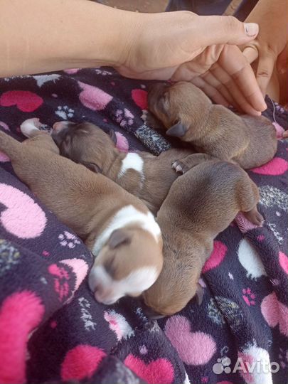 Щенки от таксы