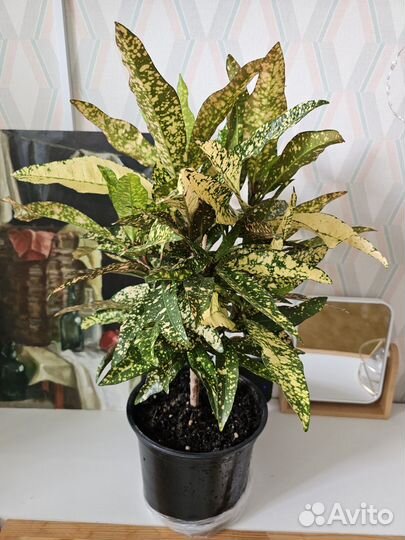 Кротон,фикусы,ктенанта Люберса
