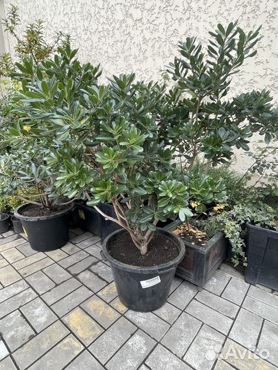 Смолосемянник (питоспорум тобира)