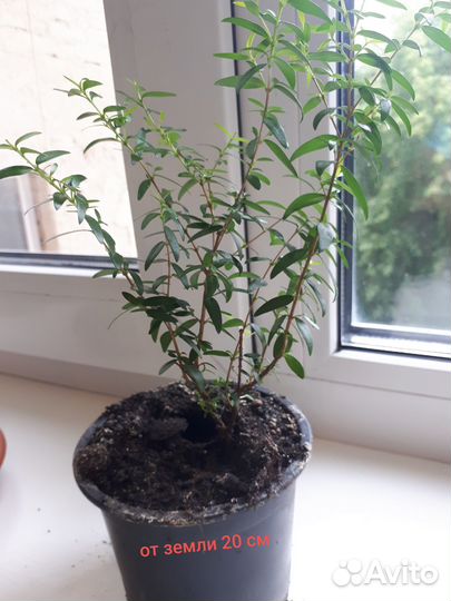 Продам саженцы Мирта-Миртового дерева