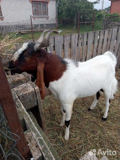 Козел. вязка