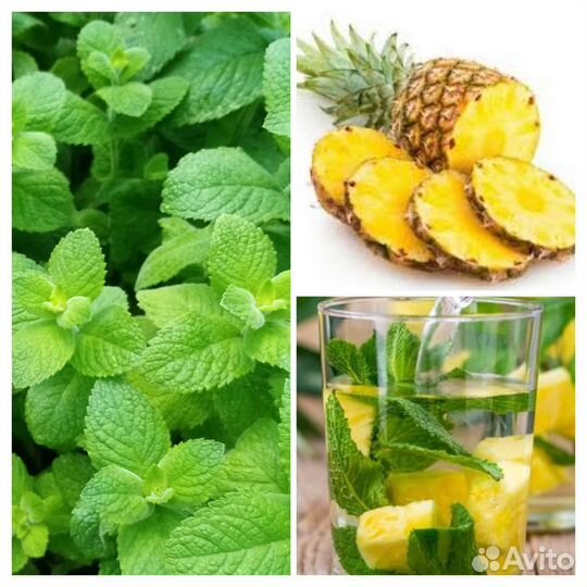 Мята сортовая, 15 сортов