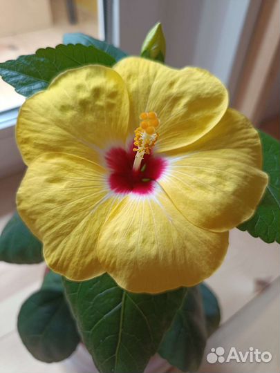 Гибискусы жёлтые 4 вида