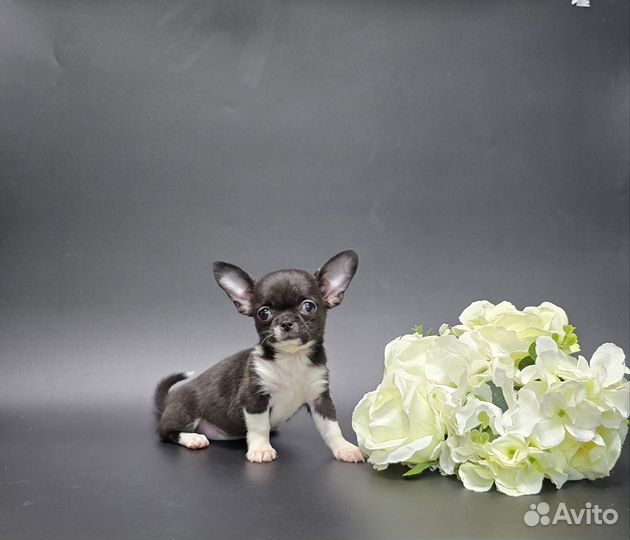 Мини красотка Чихуахуа