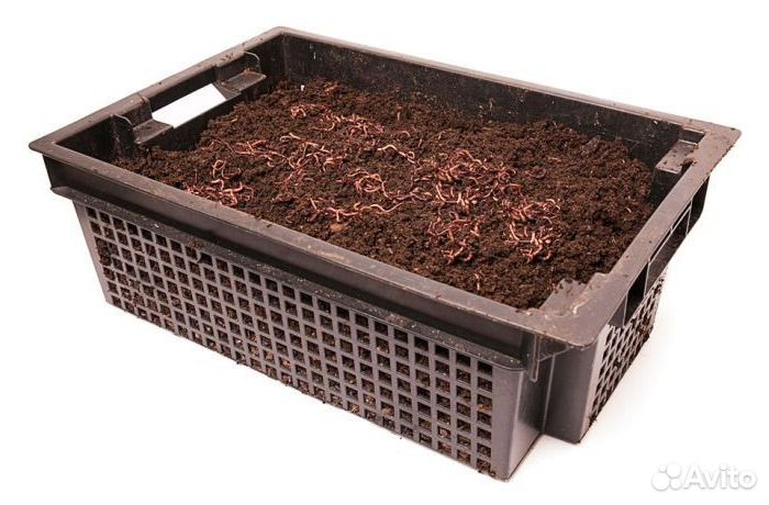 Калифорнийский червь в вермикомпостер