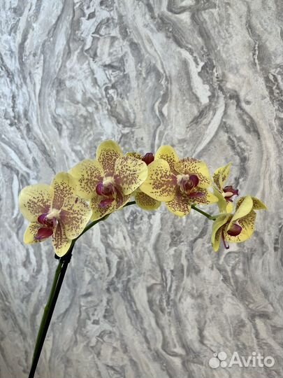Орхидея фаленопсис