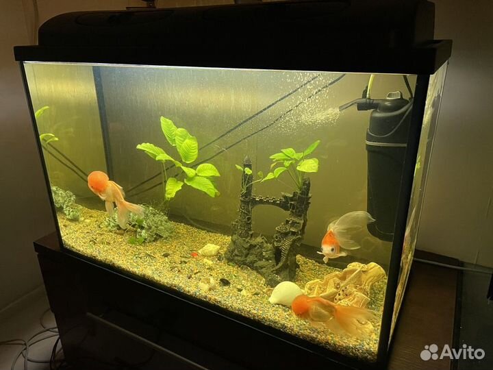 Аквариум с рыбками