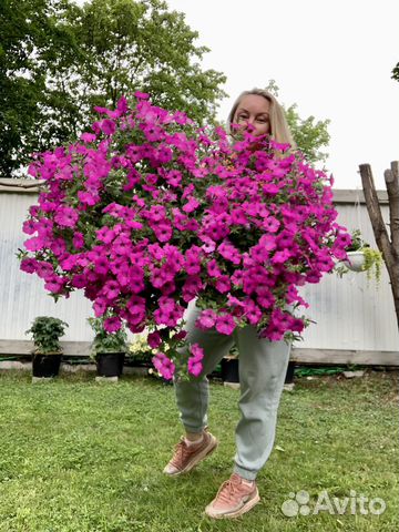 Вегетативная петуния