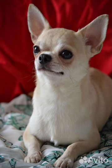 Просто красавчик