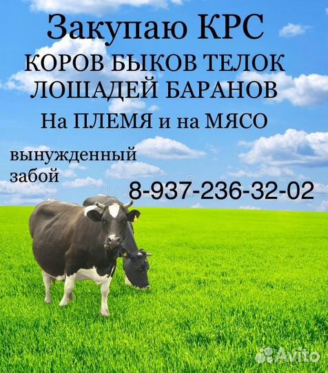 Закупаю крс