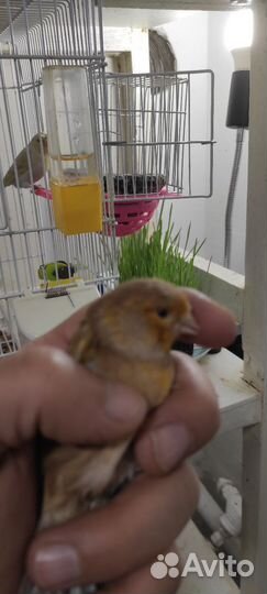 Кенара и канарейки