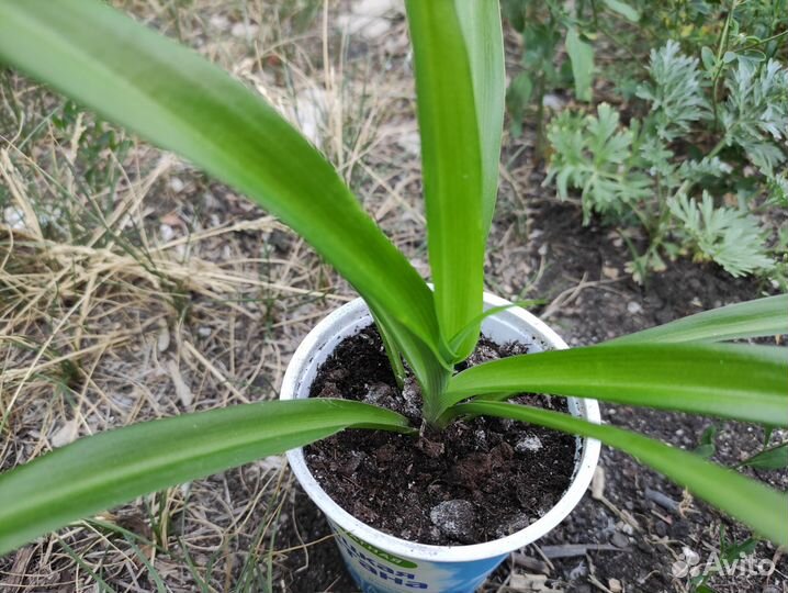 Хлорофитум