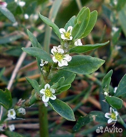 Спорыш (горец птичий), лекарственное, кормовое