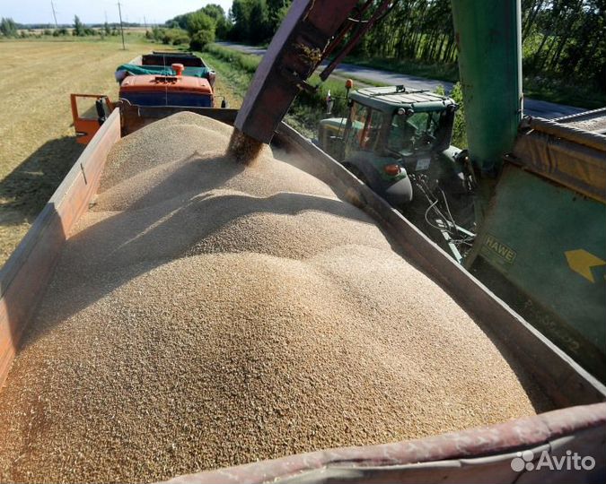 Зерно пшеница ячмень
