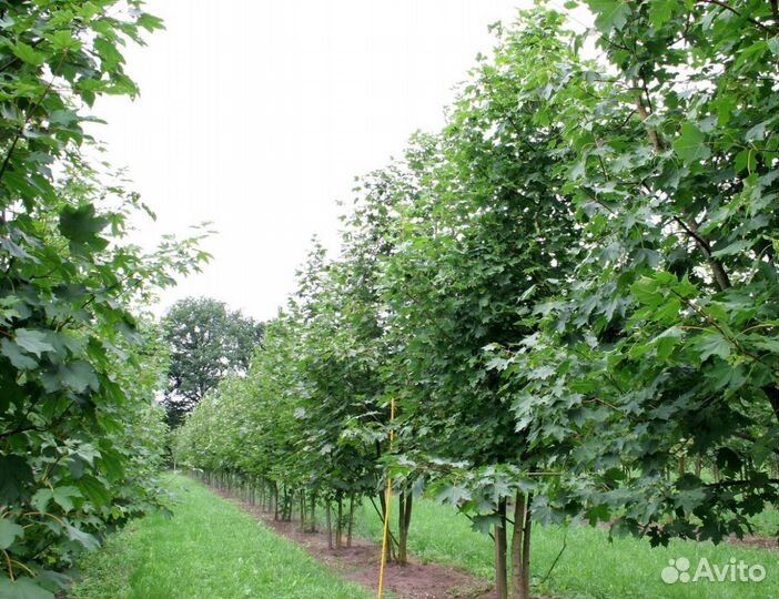 Клен, рябина, липа