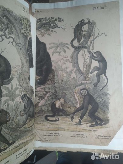 Раритетная книга о животных