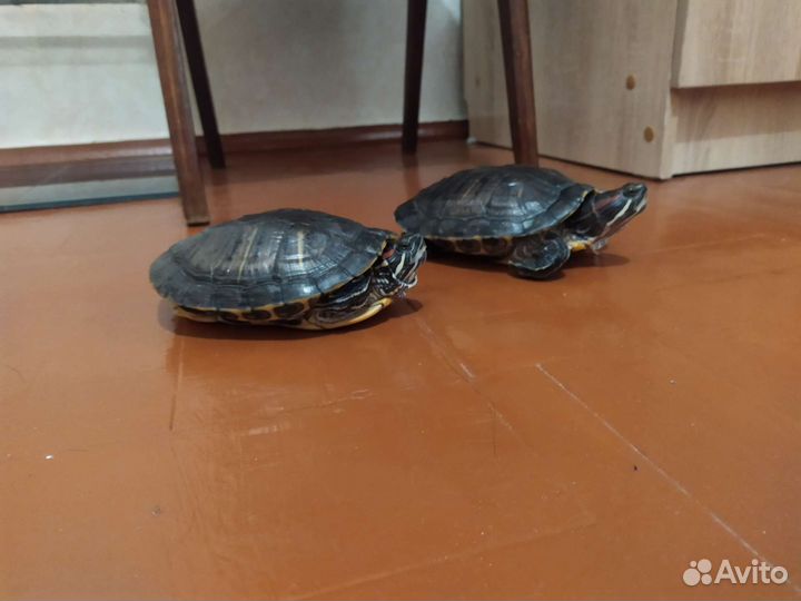 Красноухая черепаха с аквариумом