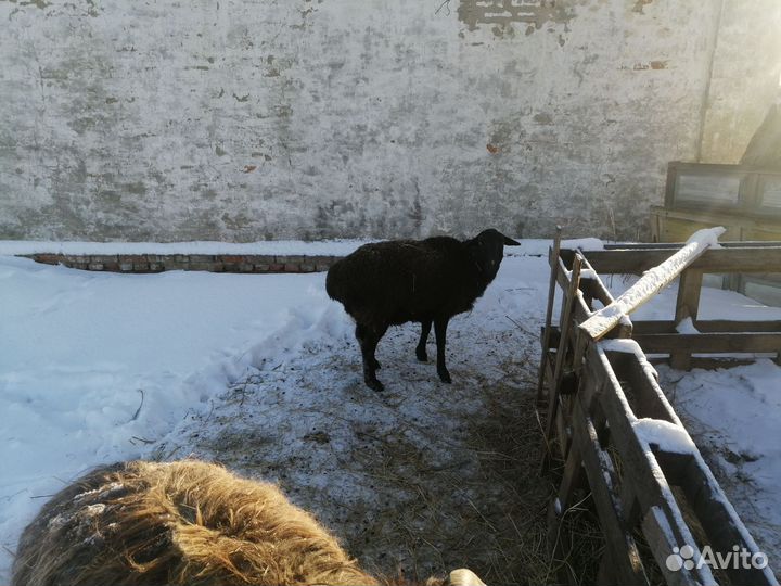 Овцы бараны ягнята