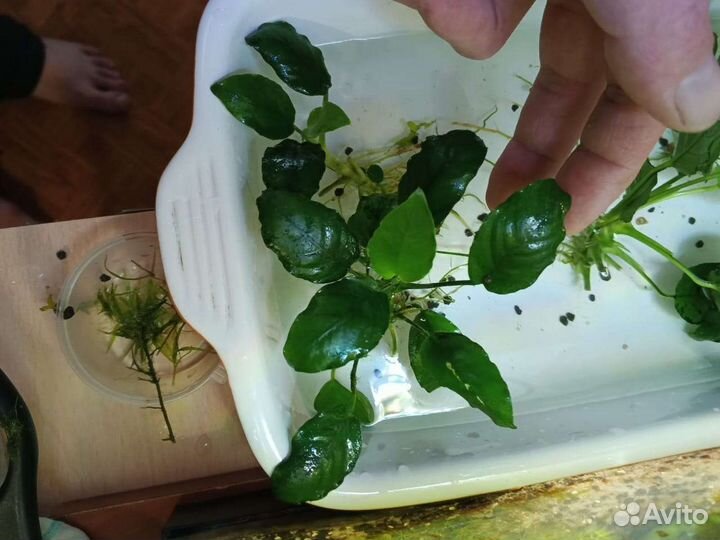 Аквариумные растения и животные