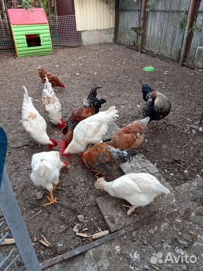 Молодые петухи