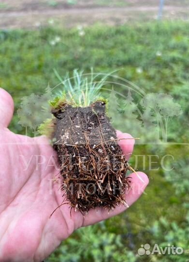 Сеянцы Лиственницы Сибирской с зкс