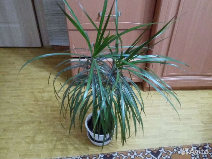 Пальма драцена