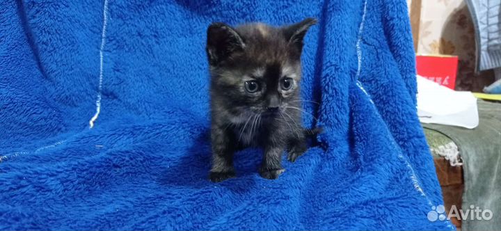 Отдам котят