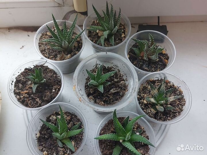 Суккуленты (Хавортия жемчужная)